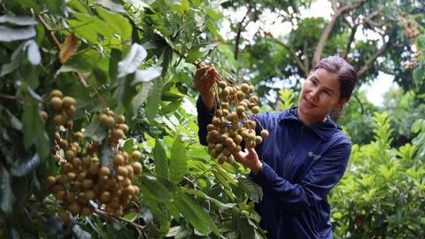 Vùng cao Yên Châu, trái ngọt thay mùa quả đắng