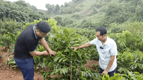 Sơn La: Phát triển cà phê chất  lượng cao