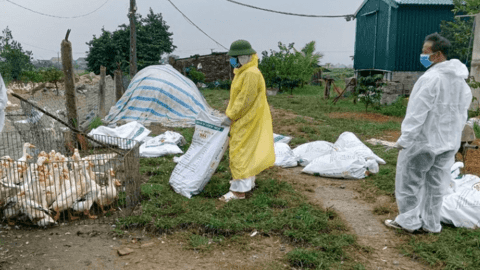 Hưng Nguyên xuất hiện dịch cúm gia cầm H5N1