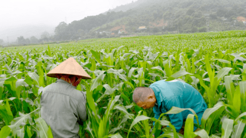 Nông dân vùng cao vạch lá bắt sâu hại ngô vụ đông