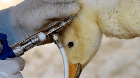 Nghệ An khuyến cáo người chăn nuôi ngăn chặn dịch cúm gia cầm H5N1