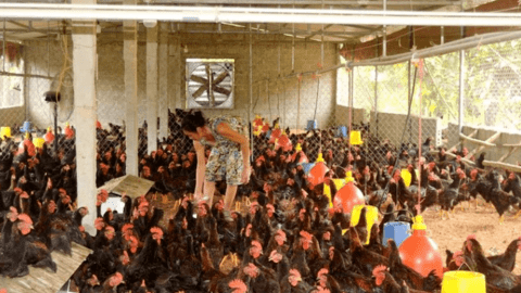 Nghệ An: Tập trung chăm sóc đàn vật nuôi phục vụ thị trường Tết