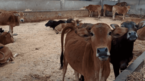 Chăn nuôi trâu, bò nhốt chuồng, bước đột phá ở xã vùng khó Sơn La
