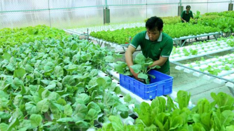 Hơn 2 tỉ đồng chọn nhà thầu thực hiện Ðề án phát triển nông nghiệp theo hướng ứng dụng công nghệ cao