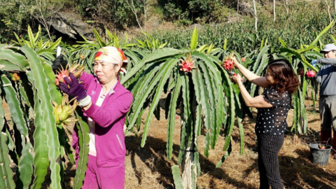 Sơn La: Mở rộng thị trường cho sản phẩm nông nghiệp