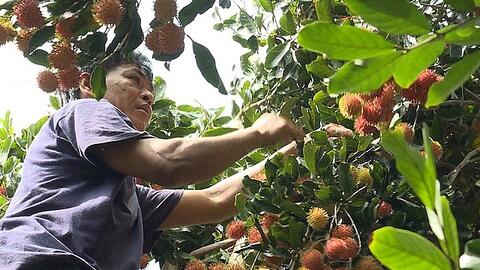 Chôm chôm nghịch mùa giá cao