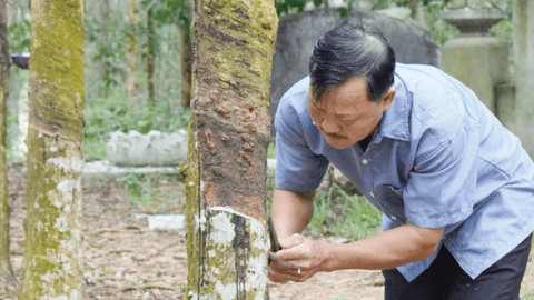 Phòng trừ sâu bệnh trên cây trồng