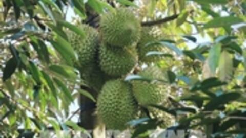 Sầu riêng nghịch vụ sốt giá