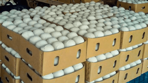 Dừa tươi muốn xuất khẩu sang Mỹ phải phân tích nguy cơ dịch hại