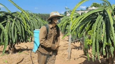 Bà Rịa-Vũng Tàu: Thanh long giá cao, nông dân phấn khởi tái đầu tư