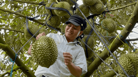 Đắk Lắk thành lập Hiệp hội sầu riêng