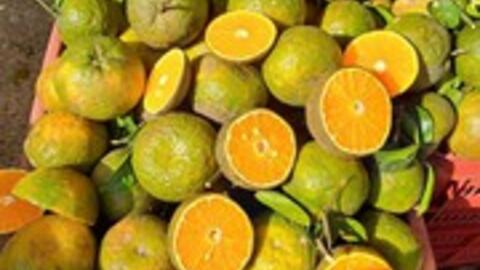 Cam sành rớt giá mạnh, có loại chỉ còn 4.000 đồng/kg