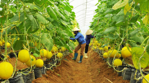 Hà Nội tập trung tái cơ cấu lĩnh vực trồng trọt trong năm 2023