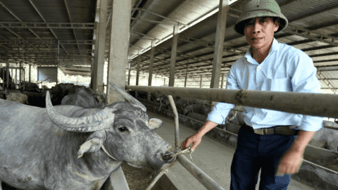 Trang trại nuôi trâu gần 20 tỷ của nông dân Hà Tĩnh