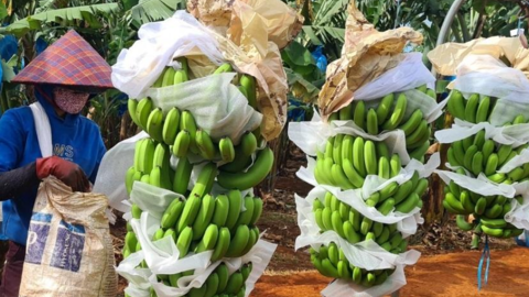 Sớm đăng ký mã vùng trồng, nhiều nông sản Gia Lai xuất khẩu chính ngạch