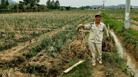 Trăn trở 'đầu ra' của hành, tỏi Kinh Môn