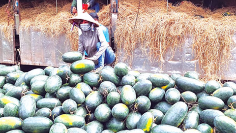 Dưa hấu giảm giá 