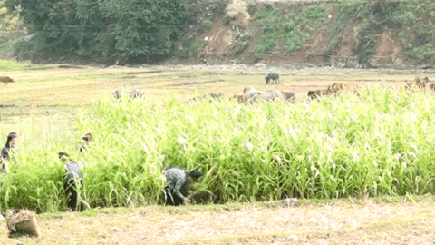 Bắc Yên (Sơn La): Sẵn sàng cho vụ xuân thắng lợi