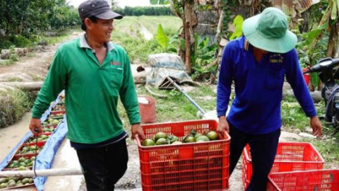 Cam sành tăng giá 10.000 đồng/kg, nông dân miền Tây "nín thở" chờ