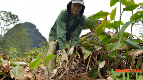 Lai Châu: Cây dong riềng “bén rễ” trên đồng đất Sùng Phài