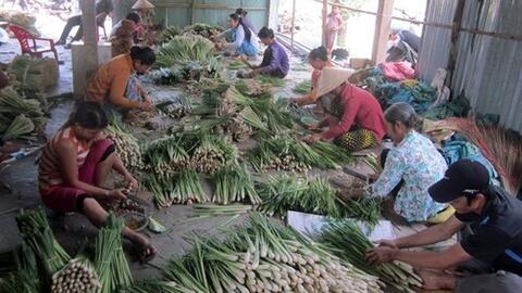 Xây dựng vùng chuyên canh sả trên đất nhiễm mặn hạ lưu sông Tiền