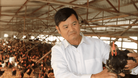 Nông dân Hòa Bình thu tiền tỷ từ nuôi gà Lạc Thủy