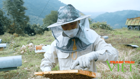 Nông dân Lai Châu có thu nhập khá từ nghề nuôi ong lấy mật