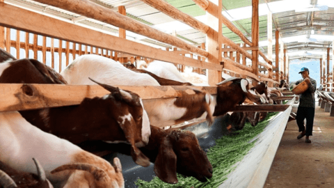 Sơn La: Đẩy mạnh phát triển công nghiệp chế biến nông sản