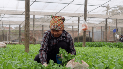 Phát huy thế mạnh nông nghiệp từ mô hình sản xuất rau an toàn