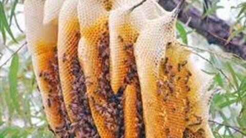 Hải Dương xây dựng thương hiệu cho mật ong hoa vải