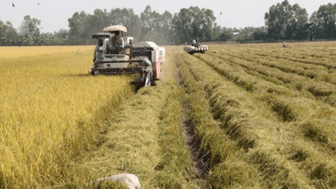 Tiền Giang được mùa lúa