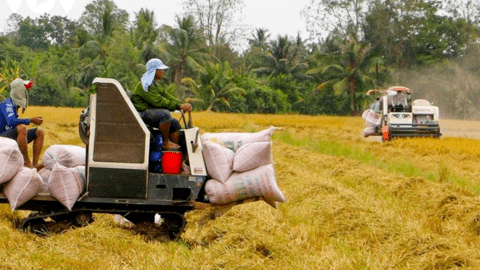 Xuất khẩu gạo sang Indonesia tăng đột biến, Bộ Công Thương khuyến cáo rủi ro