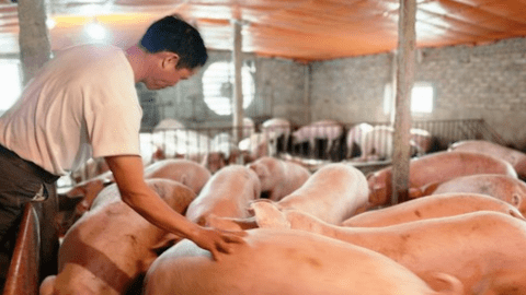 Cám cảnh hơn 2 triệu hộ chăn nuôi 'treo' chuồng trước 'bão' giá