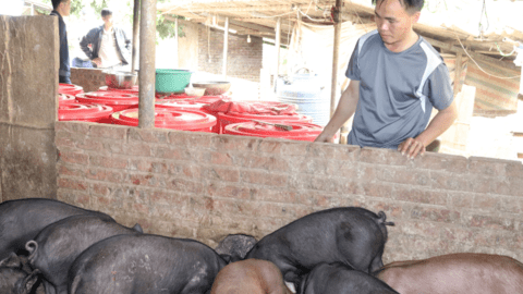 Chàng trai người Mông Bắc Yên làm kinh tế giỏi