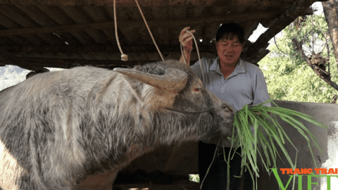 Về Giang Ma xem bà con phòng chống dịch bệnh cho đàn gia súc