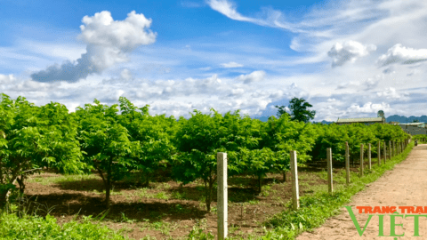 Tạo bước đột phá để nông nghiệp Sơn La phát triển bền vững