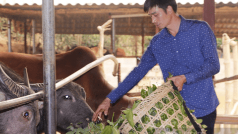 Nông dân thoát nghèo từ mô hình chăn nuôi tuần hoàn