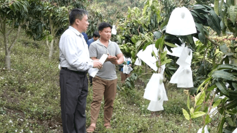 Nâng cao chất lượng sản phẩm từ giải pháp bao trái cây