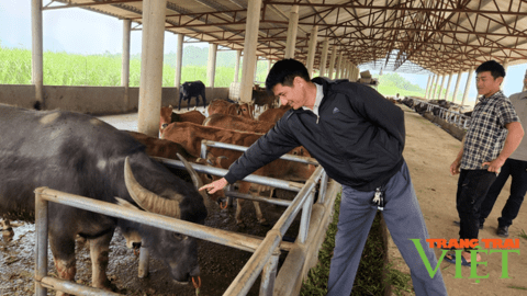 Mường Than phát triển sản xuất nông nghiệp hàng hóa tập trung
