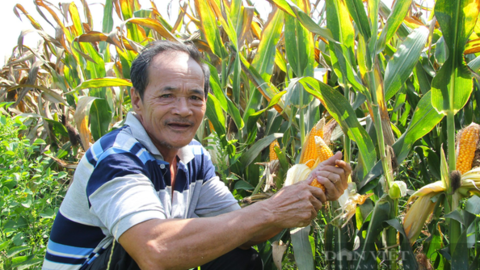 Ở cánh đồng trồng ngô lớn nhất tỉnh Ninh Thuận, nông dân không lo "được mùa mất giá" vì doanh nghiệp thu mua hết