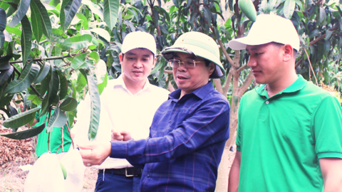 Sơn La: Bao trái cây để hướng xuất khẩu