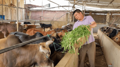 Vỗ béo trâu bò bán sang Trung Quốc, lão nông Sơn La thu tiền tỷ