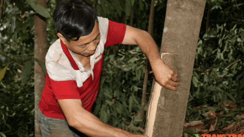 Một nông dân Lào Cai sở hữu 20 ha cây quế