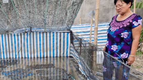 Giá ếch thịt giảm mạnh 