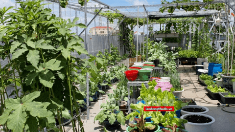 Cần thêm cơ chế đặc thù để phát triển bền vững cho các vùng trồng rau an toàn