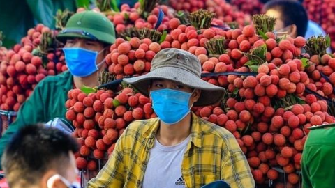 Hàng trăm thương nhân Trung Quốc đăng ký nhập cảnh Việt Nam thu mua vải thiều