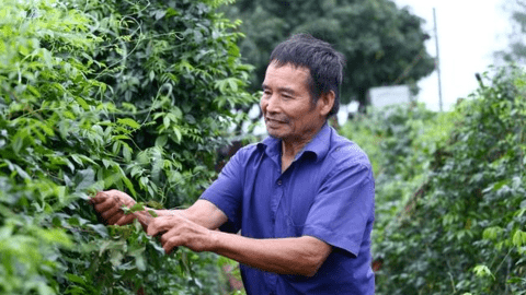 Nhặt "thần dược" trên núi về trồng, lão nông thu gần 1 tỷ mỗi năm