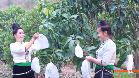 Sơn La: Xây dựng thương hiệu để nông sản vươn xa