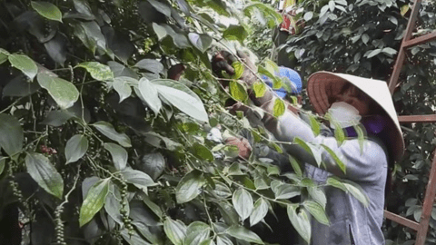 Nhà nông trồng hồ tiêu ở Bình Phước lao đao