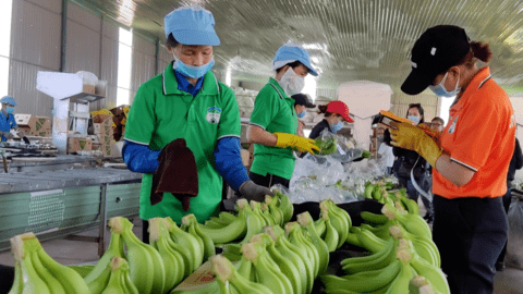 Trung Quốc giảm mua chuối, Hoàng Anh Gia Lai hụt lãi